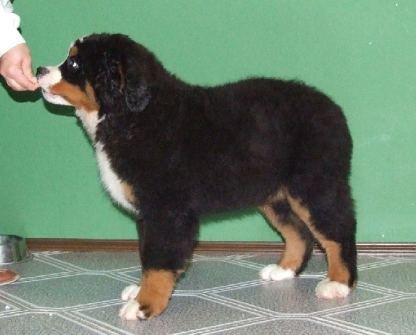Berneński Pies Pasterski - Szczenię Z Rodowodem 2