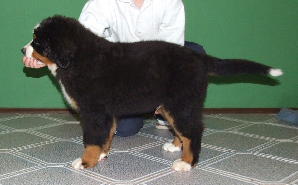 Berneński Pies Pasterski - Szczenię Z Rodowodem 4