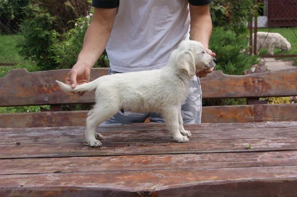 Golden Retriever-szczenięta Wysokiej Klasy! 2