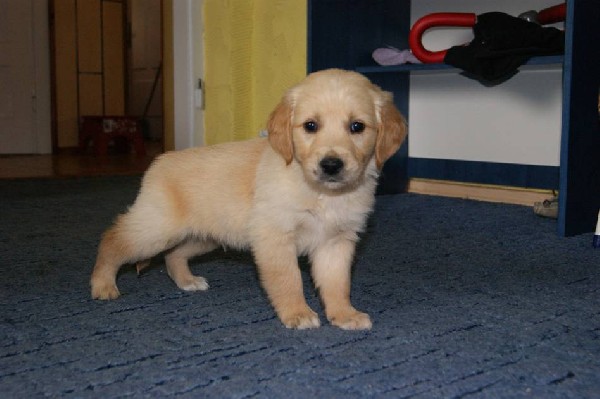 Golden Retriever-szczenięta Wysokiej Klasy! 3
