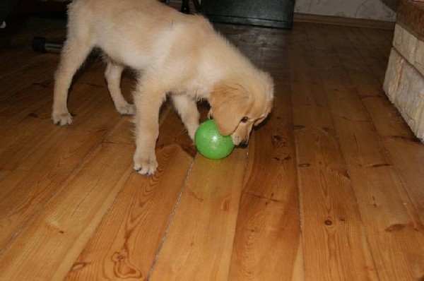 Golden Retriever-pieski Z Rodowodem 3