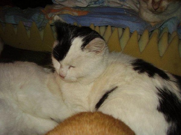 Zaopiekuj Się Piratem! 2