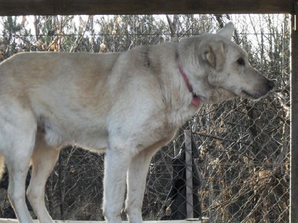 Bezproblemowy Pies Biały Czeka Na Adopcje 2