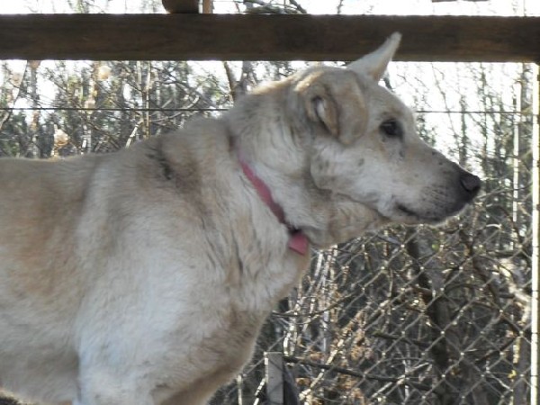 Bezproblemowy Pies Biały Czeka Na Adopcje 3