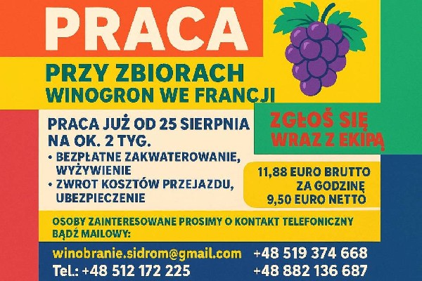 Winobranie Francja