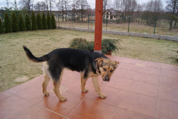 Młoda Suczka Szuka Przyjaznego Domu 2