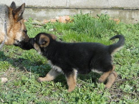 Owczarki Niemieckie - Piękne Rodowodowe Szczenięta  2