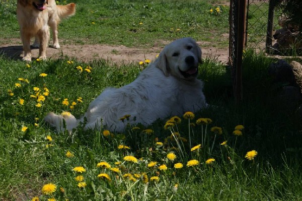 Golden Retriever-reproduktor Champion! 2