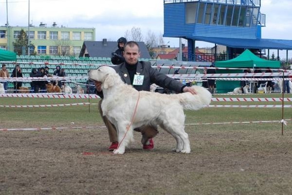 Golden Retriever-reproduktor Champion! 3