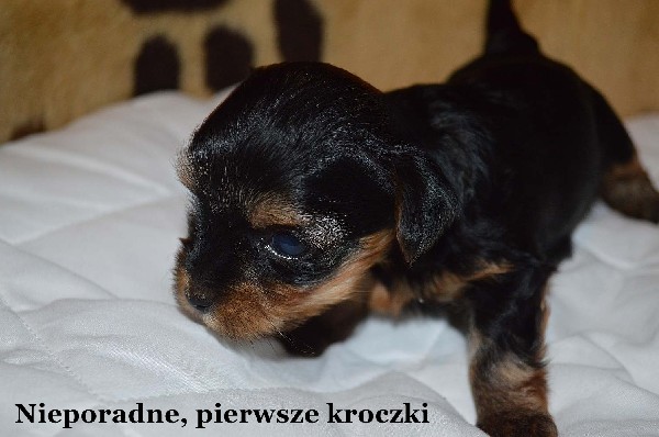 Yorki-cudne Maluszki 2