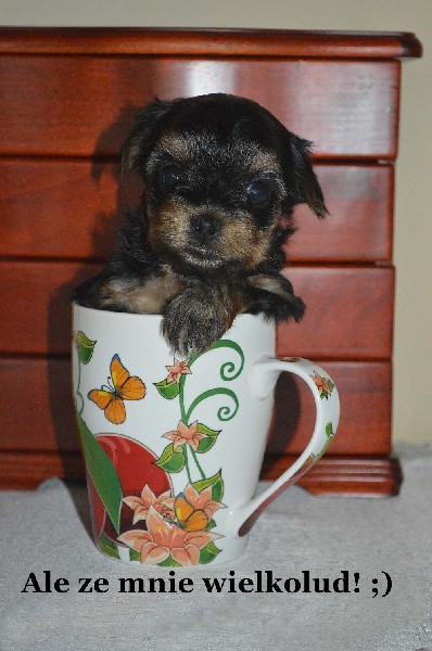 Yorki-cudne Maluszki 3