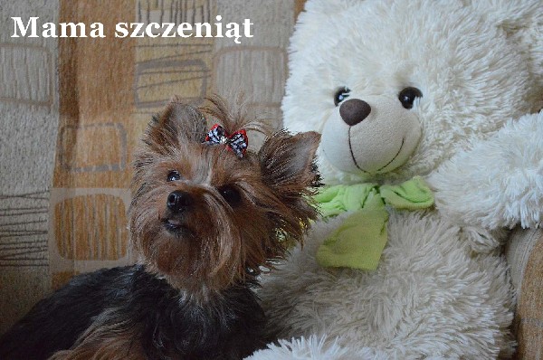 Yorki-cudne Maluszki 4