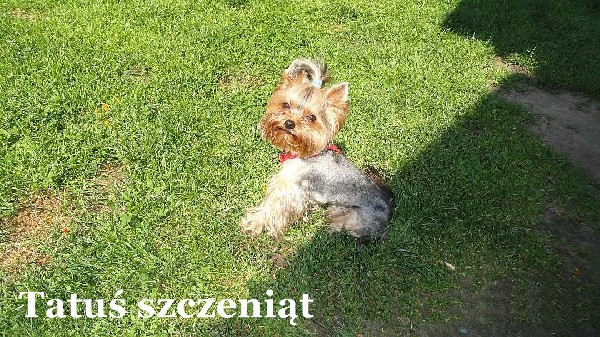 Yorki-cudne Maluszki 5