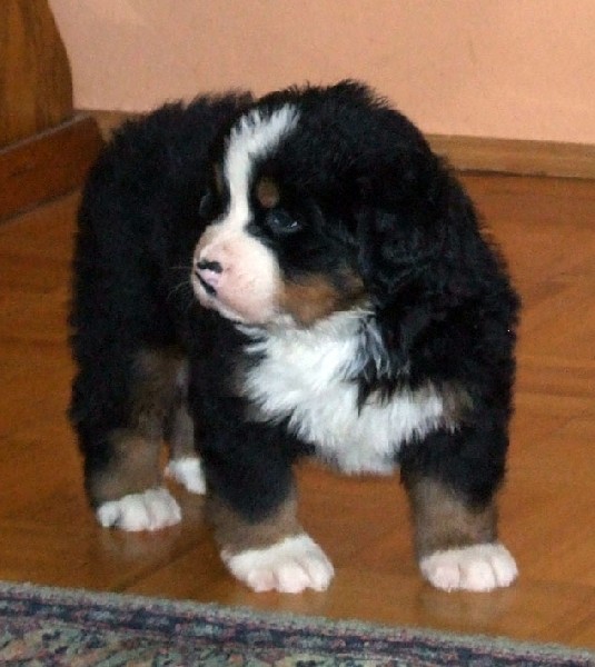 Berneński Pies Pasterski - Szczenięta Z Rodowodem 2