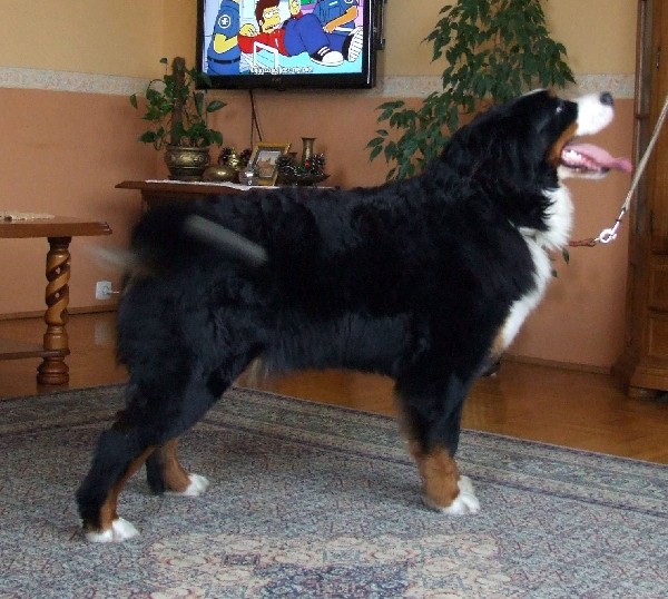 Berneński Pies Pasterski - Szczenięta Z Rodowodem 3