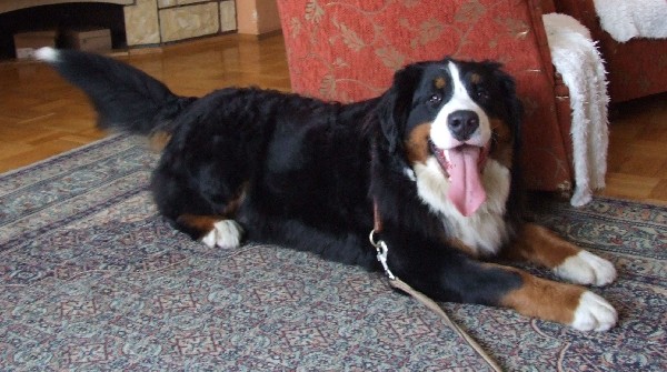 Berneński Pies Pasterski - Szczenięta Z Rodowodem 4