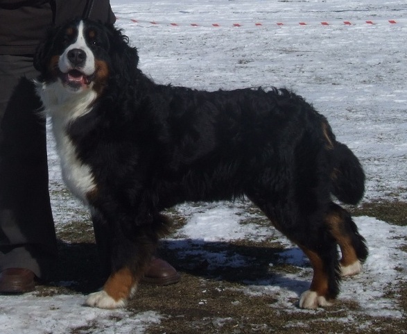 Matka szczeniąt - DARMA