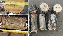 Rębak 10cm Rębaki Do Gałęzi Raty Od 206 Zł 2