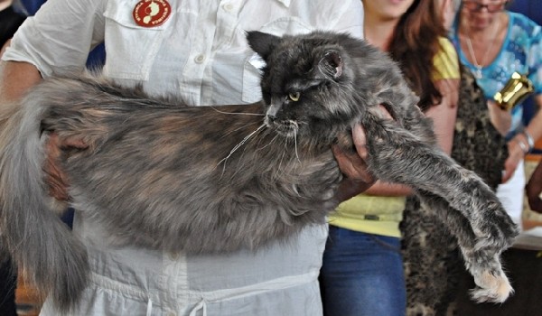 Przepiękna, Duża Kotka Maine Coon 2