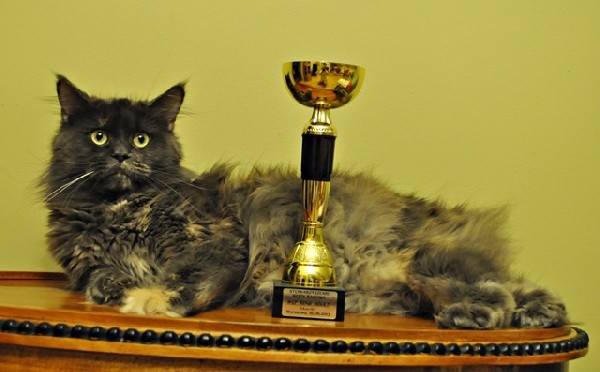 Przepiękna, Duża Kotka Maine Coon 3