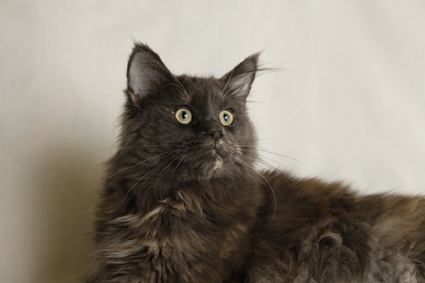 Przepiękna, Duża Kotka Maine Coon 4